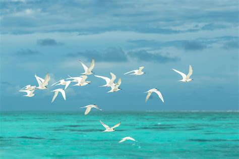 Flock of White Seagulls Flying over the Large Body of Water · Free Stock Photo