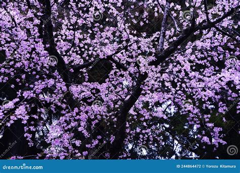 Japanese Aesthetic Flower Cherry Blossom. it Stock Photo - Image of ...