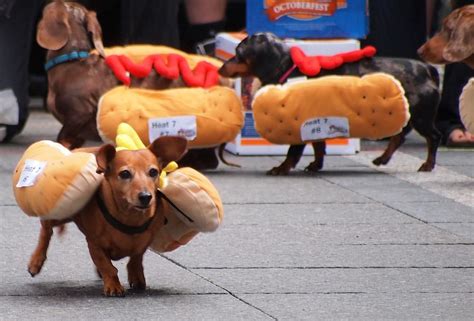 The Seventh Annual Running of the Wieners – Oktoberfest in Cincinnati Hotdog Costume, Dog ...
