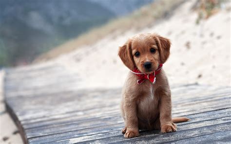 Cute Puppy Wallpapers for Desktop (58+ images)