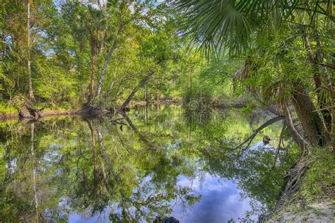 Flatwoods Park in Tampa stock image. Image of forest - 120791321