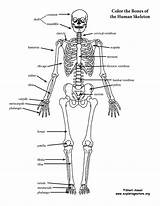 Human Skeleton Coloring Page sketch template
