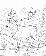 Elk coloring pages For Kids 27465917 Vector Art At Vecteezy sketch template