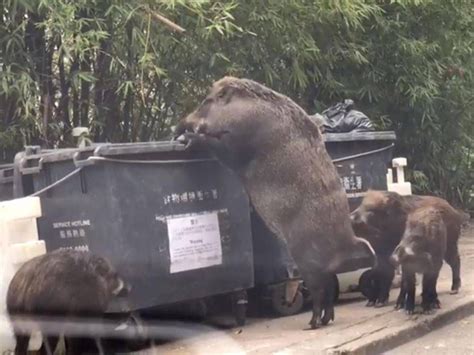 This absolute UNIT of a wild boar : r/AbsoluteUnits