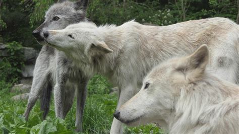 Wolf Conservation Center of New York – Cry Wild