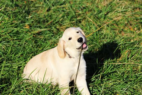 Free Images : sand, road, puppy, cute, male, pet, market, domestic animal, golden retriever ...