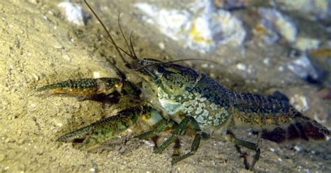 The marbled crayfish has been cloning itself for 30 years - Big Think