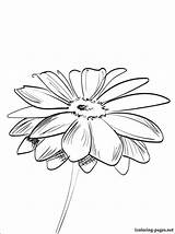 Gerbera Daisy Coloring Pages At GetDrawings  Free Download sketch template