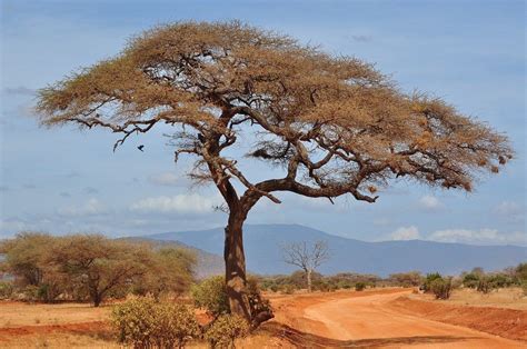 Sabana: [Características, Fauna, Flora y Temperatura] | Dry sky, Nature images, Nature