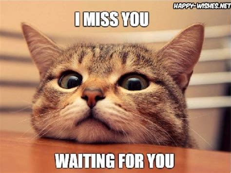 101 Sincere "I Miss You" Memes to Share with People You Love and Miss | Funny cat videos, Cats ...