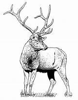 Elk – Kids Time Fun Places To Visit And Free Coloring Book Pages Printables sketch template