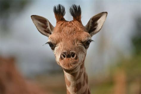 Baby animals at Chester Zoo - Manchester Evening News