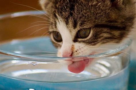 How Much Water Should Your Cat Drink?