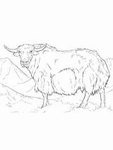 Lovely Yak coloring Page sketch template