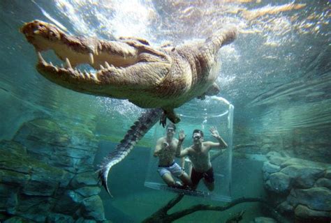 Where to see crocodiles around Darwin - Tourism Australia