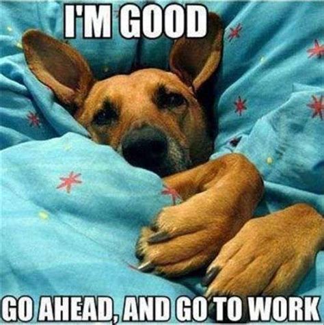 Good Morning Pics | Dogs | Images and Quotes