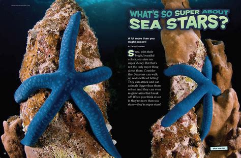 Sea Stars - NWF | Ranger Rick