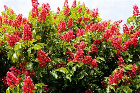 Chestnut tree flowers stock photo. Image of sunny, park - 72640200