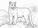 Wild Cougar Coloring Page  sketch template