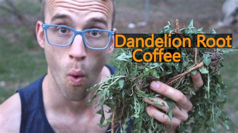 How to Make Dandelion Root Coffee ::: FAST! - YouTube