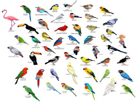 25 Most Colorful Birds Found Around the World