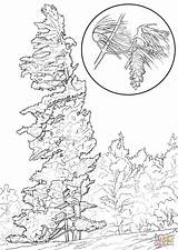 Pine Tree Drawings Black And White Sketch Coloring Page sketch template