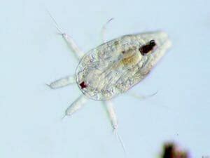 Copepod: Definition, Characteristics and Lifecycle | Biology Dictionary