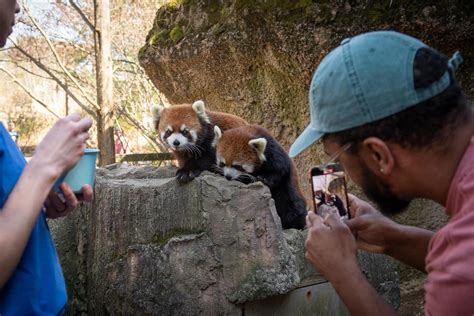 Red Panda Experience | Columbus Zoo and Aquarium