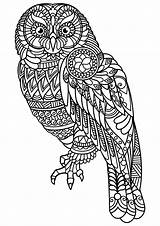 Owl Coloring Pages sketch template
