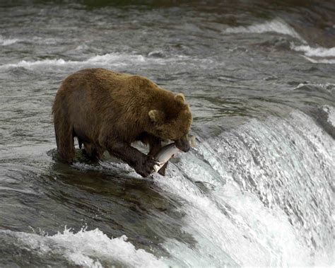 Bear, Brown, eating Salmon at top falls-071505-Brooks Falls, Katmai NP-0096.jpg photo - Dan ...