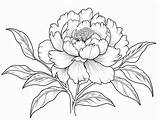 Amazing Peony Coloring Page  sketch template