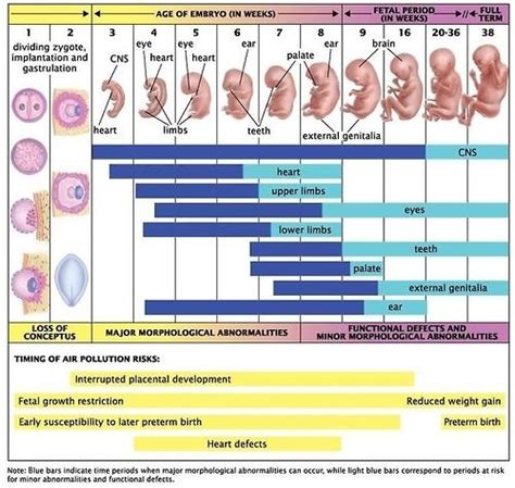 Pin by Illusive Space on Scientists & Science | Obstetrics and ...