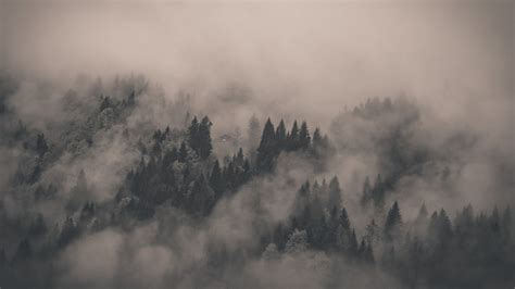 Foggy Forest HD Wallpapers Free Download