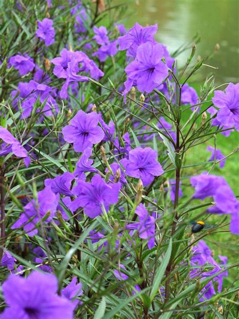 2 Mexican Petunia Plants (ruellia brittoniana) | Petunia plant ...