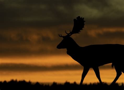 Charnwood Forest Living Landscape | The Wildlife Trusts