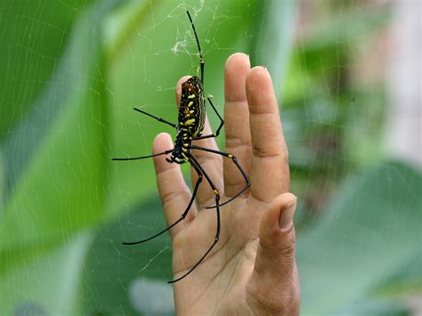 Golden Silk Orb-weaver Spider wallpapers, Animal, HQ Golden Silk Orb-weaver Spider pictures | 4K ...