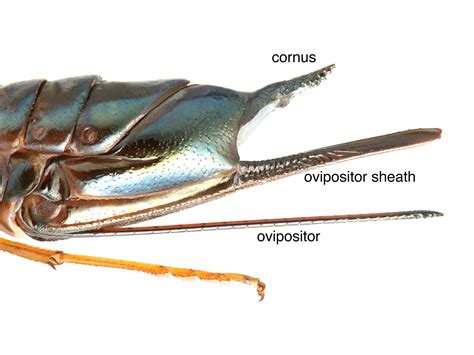 Morphology | Sawfly GenUS