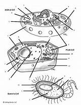 Prokaryote Coloring Sheet Answers  Animal sketch template