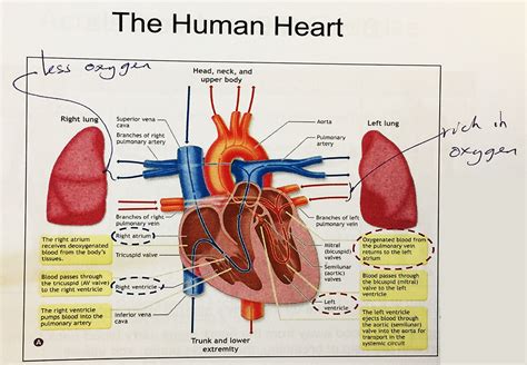 The Human Heart - Rush Fitness Gym Tagum City