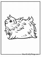 Guinea Pig Coloring Pages For Children sketch template