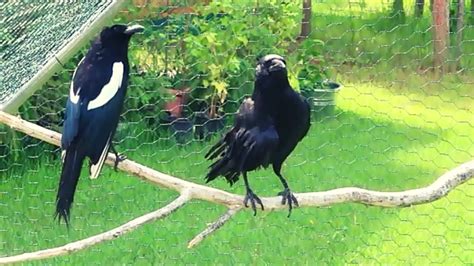 Magpies And Crows Getting Along - YouTube