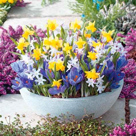 Get Your Spring Bulbs in Now! - Suttons Gardening Grow How