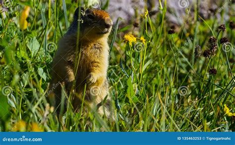 The Alpine Marmot Marmota Marmota Is A Species Of Marmot Found In Mountainous Areas Of Central ...