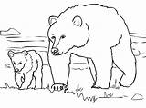 Preschool Bear Coloring Page Printables sketch template