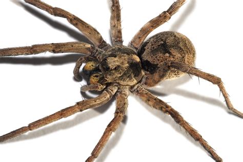 File:Wolf spider focus bracket.jpg - Wikimedia Commons