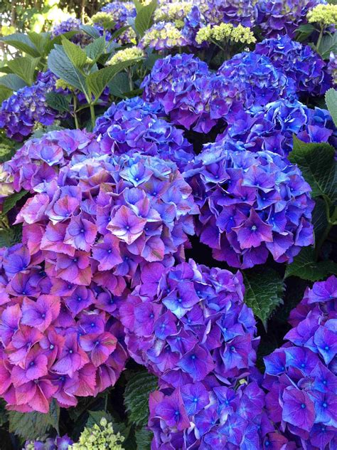 Hydrangea | Purple reign, Hydrangea, Plants