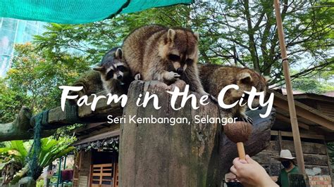 Farm in the City: A Petting Zoo Experience in Seri Kembangan, Selangor ...