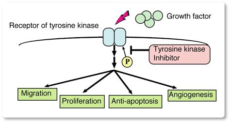 The anti-angiogenic effect of tyrosine kinase inhibitors