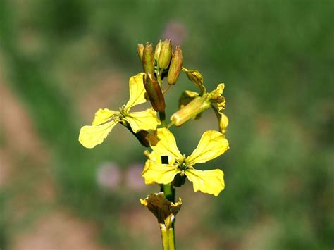 Eruca vesicaria (L.) Cav. | Plants of the World Online | Kew Science