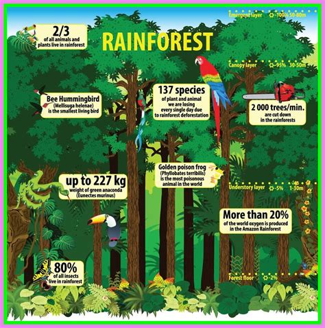 Deforestation Project For Kids